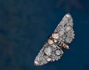 Studio Discovery Tour artist Bill Apton: moth