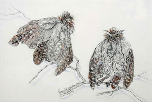 Studio Discovery Tour artist Genevieve Wilson: Pygmy Owls