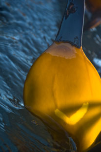 Studio Discovery Tour artist Jamie McHugh: Kelp