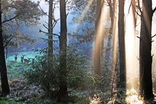 Studio Discovery Tour artist Mel Gerst: The Light