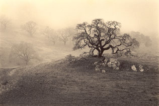 Studio Discovery Tour artist Paul Kozal: California Oak