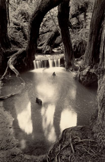 Studio Discovery Tour artist Paul Kozal: Salal Waterfall