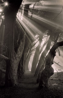Studio Discovery Tour artist Paul Kozal: Trail of Light