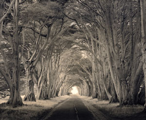 Studio Discovery Tour artist Paul Kozal: Tunnel of Trees