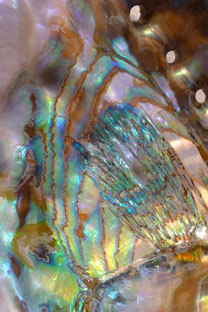 Steve Chell - Shell-Shock