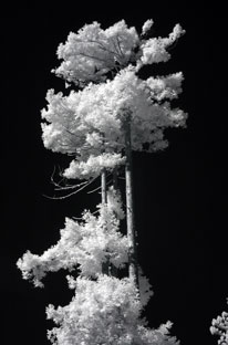 Studio Discovery Tour artist Tom Eckles: Infrared Trees