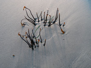 Studio Discovery Tour artist Tom Eckles: Kelp Stuck