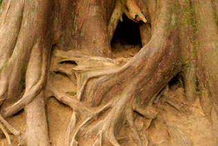 Studio Discovery Tour artist Tom Eckles: Rooted in Nature