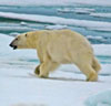 Ice Bear - Steve Gadol