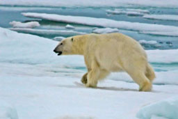 Ice Bear - Steve Gadol