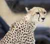 Photos of Africa, with Lynne & Jim Edwards