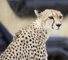 Photos of Africa, with Lynne & Jim Edwards