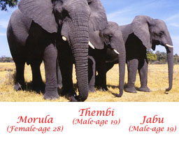 Photos of Africa, with Lynne & Jim Edwards