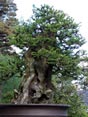 Bonsai by Bob Shimon