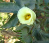 Cotton Flower