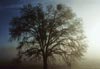 Tom Eckles (photography)