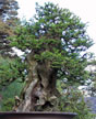 Bonsai, with Bob Shimon