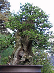 Bonsai, with Bob Shimon