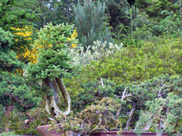Bonsai, with Bob Shimon
