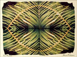Alternatives: Fern Mandala