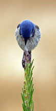 The Prayer, a color photograph by Mel Gerst