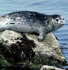 harbor seal