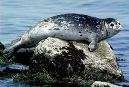 harbor seal