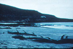 stranded pilot whales