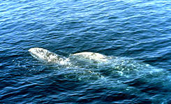 Gray whale cow and calf heading north
