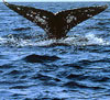 Gray whale flipping its flukes