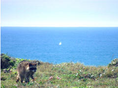 Local 'resident' oblivious to the gray whale spout offshore