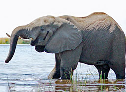Elephant in the river, photo by Steve Gadol