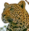 Leopard in a tree, photo by Steve Gadol