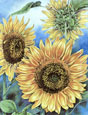 Painting with Colored Pencils, with Barbara Krans Jenkins