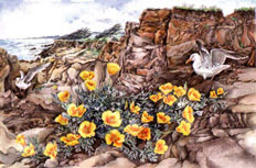 Painting with Colored Pencils, with Barbara Krans Jenkins