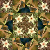 Hawaiian Patchwork, by Willa Marten