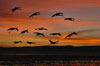 Nature and Wildlife Photography of Northern California, by Siegfried Matull