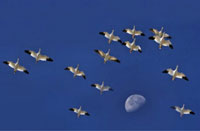 Nature and Wildlife Photography of Northern California, by Siegfried Matull