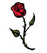 Beauty and the Beast - rose