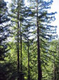 Usal Redwood Forest: healthy forest