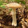 Amanita Mushroom