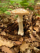 Amanita Mushroom
