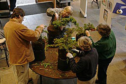Art of Bonsai