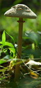 Tall Mushroom