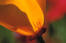 Churning Up Creativity in Your Photography, with Susan & Neil Silverman
