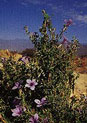 Saudi flower