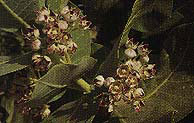 Saudi flower