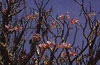 Saudi flower