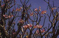Saudi flower