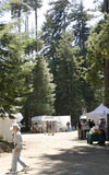 Gualala Arts: Fine Arts Fair